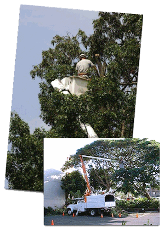 North Manatee Tree Service bucket work