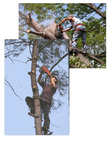 North Manatee Tree Service tree trimming